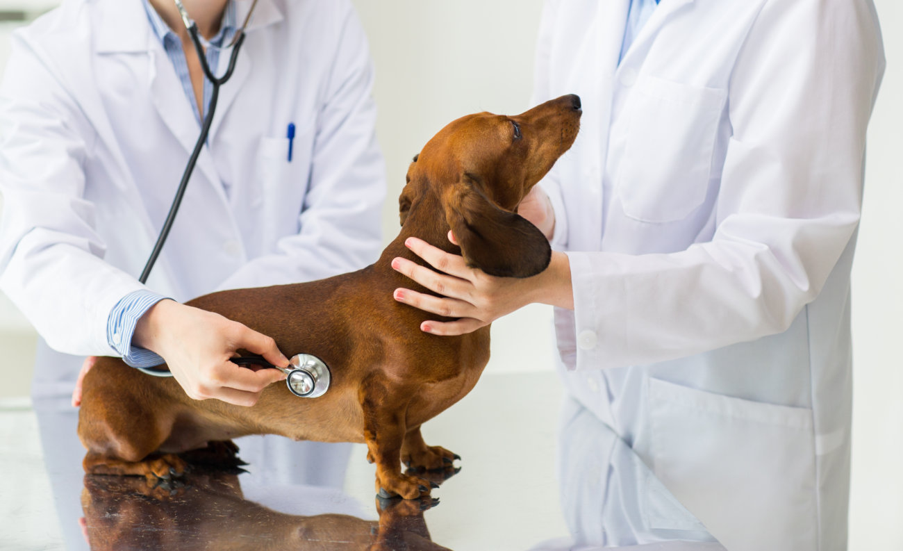 ダックスフンド,ヘルニア