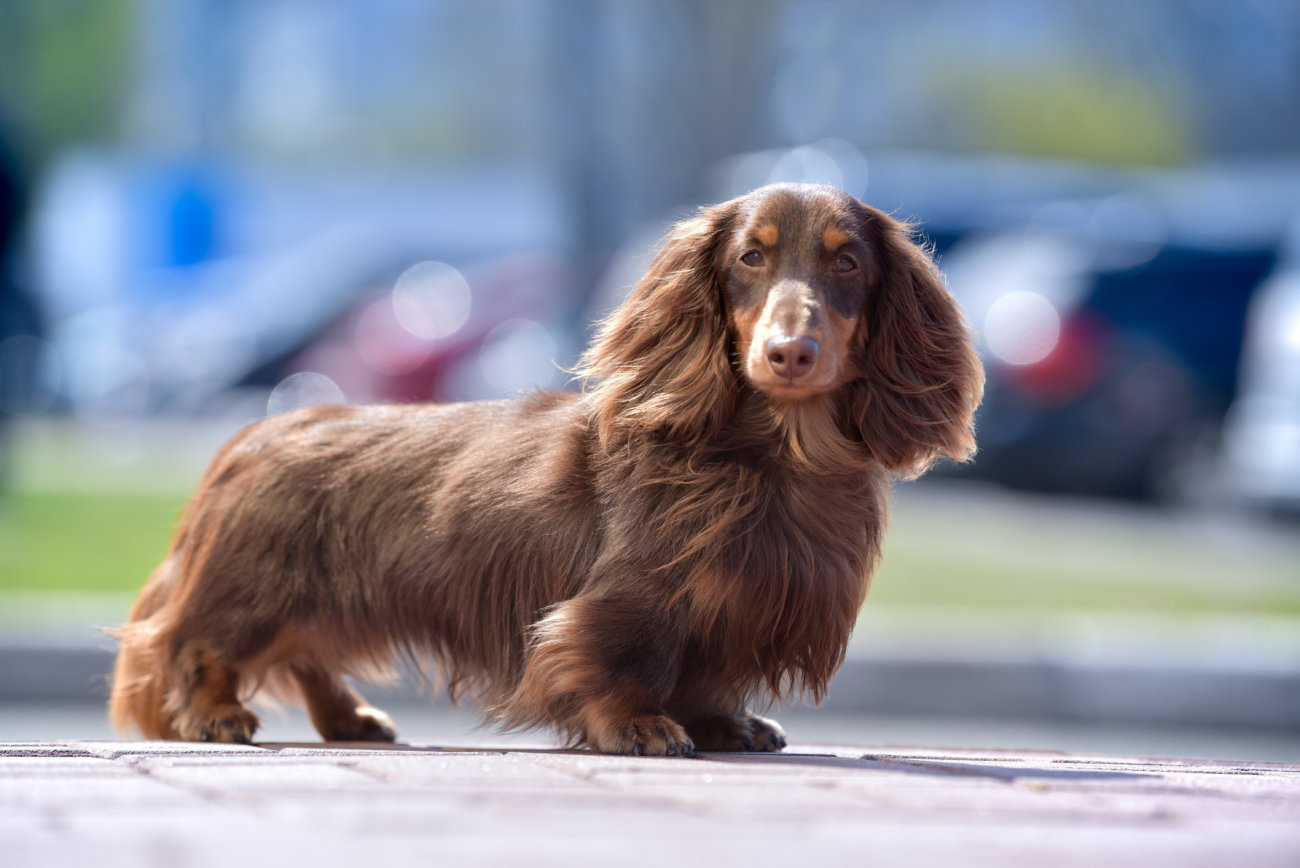 ダックスフンド,病気