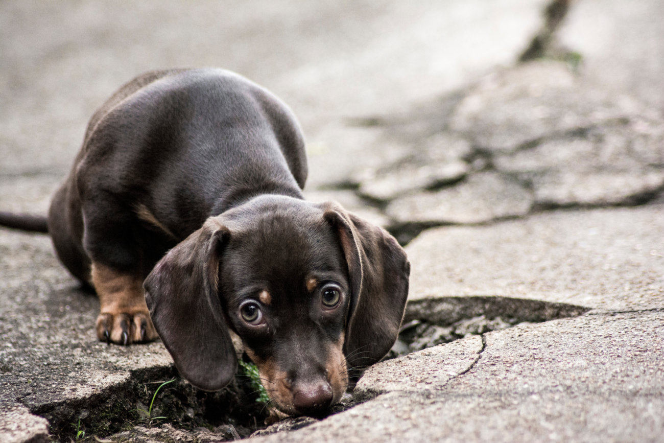 ダックスフンド,基本情報