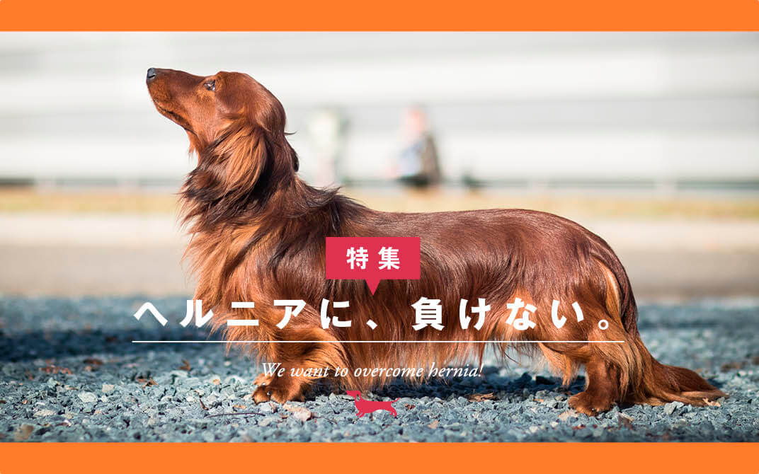 ダックスフンド,ヘルニア