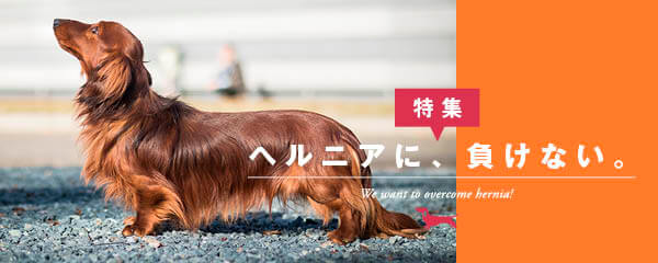 【特集】ヘルニアに、負けない。