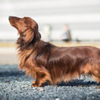 【特集】ヘルニアに、負けない。