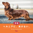 【特集】ヘルニアに、負けない。