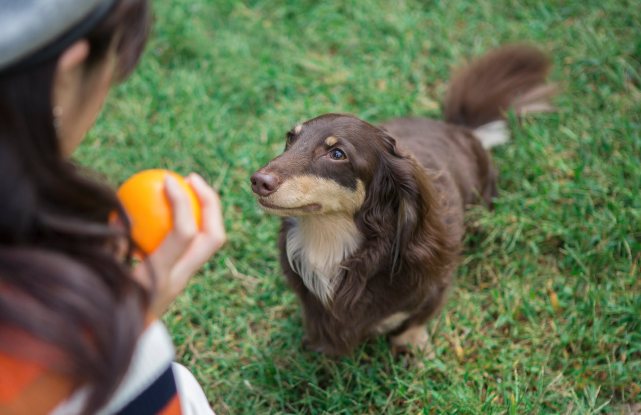 ダックスフンド,基本情報