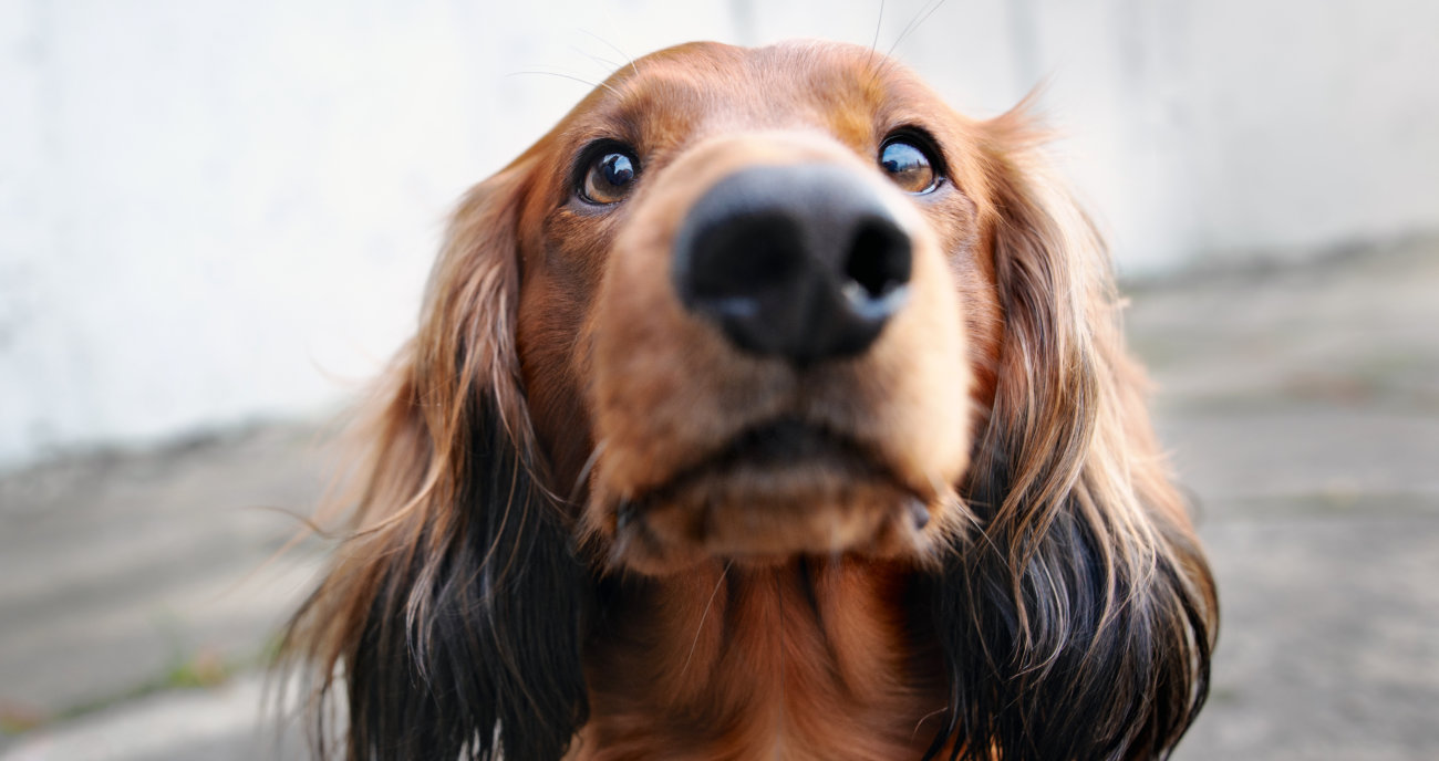 ダックスフンド,ランキング