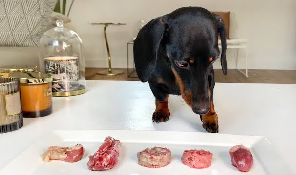 ダックスフンド,動画