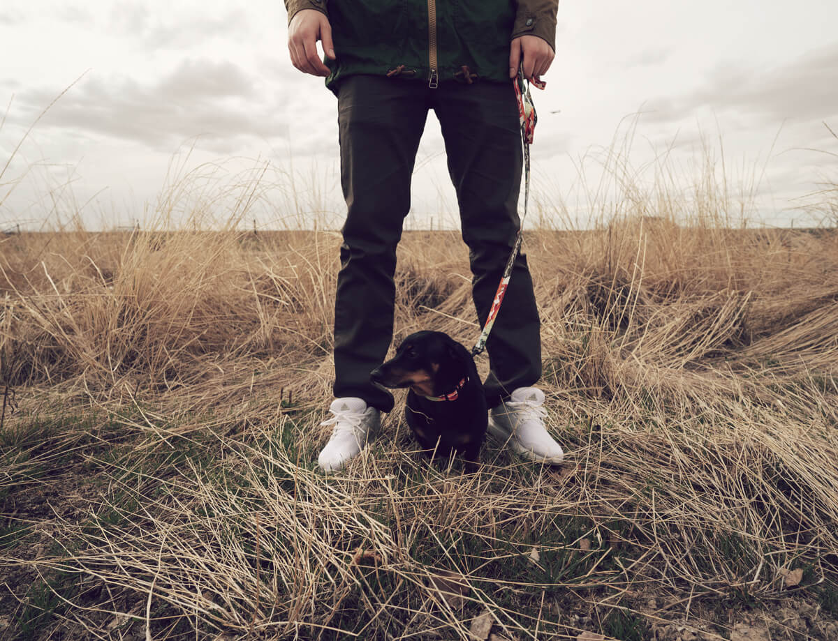 ダックスフンド,ウルフギャング