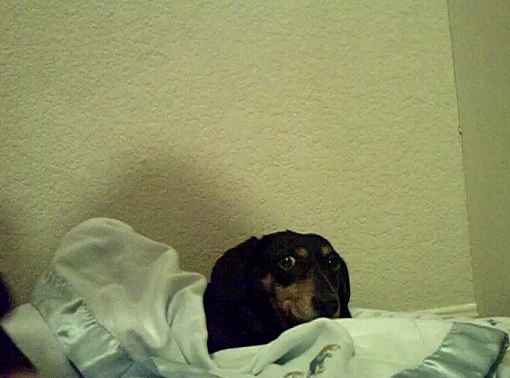 ダックスフンド,動画