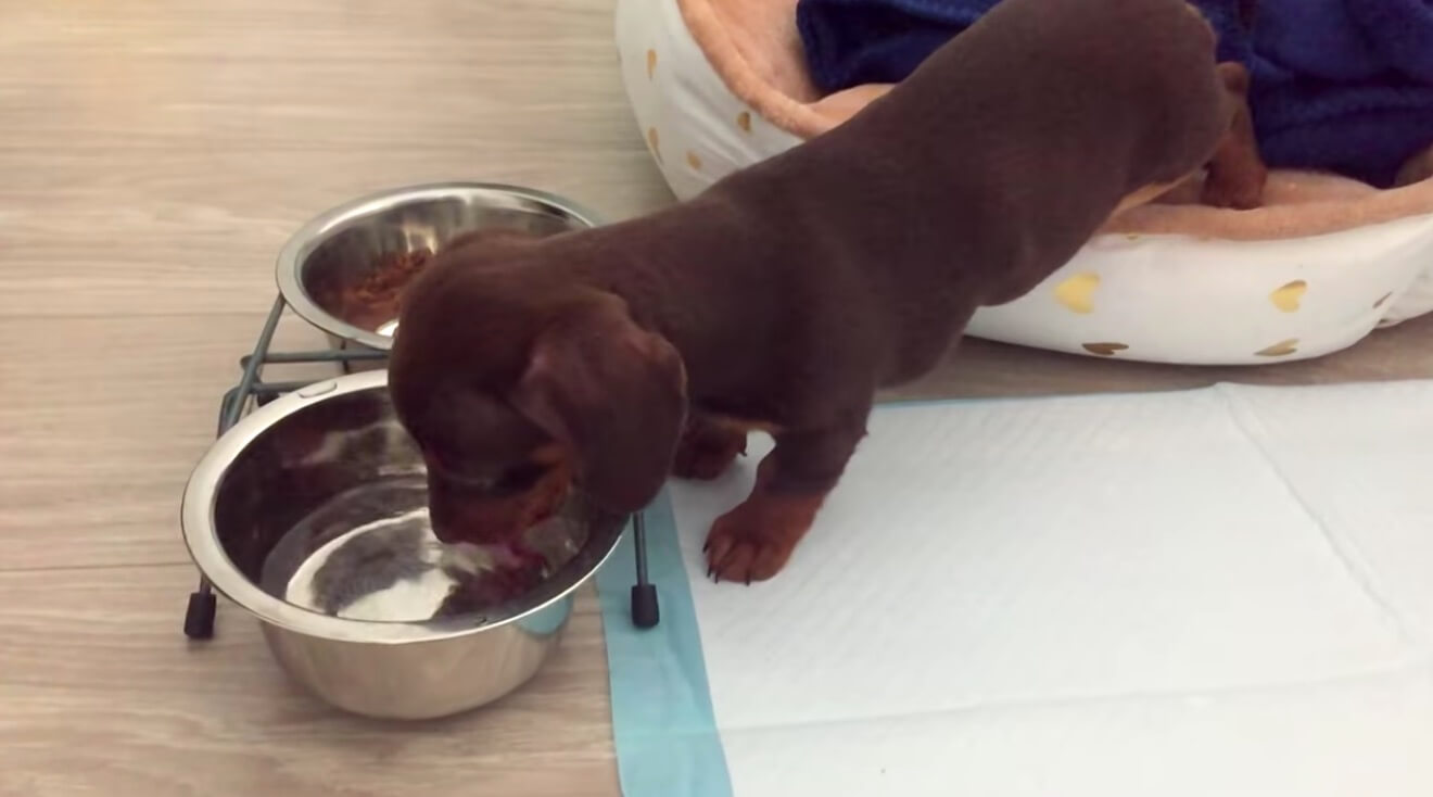 ダックスフンド,動画