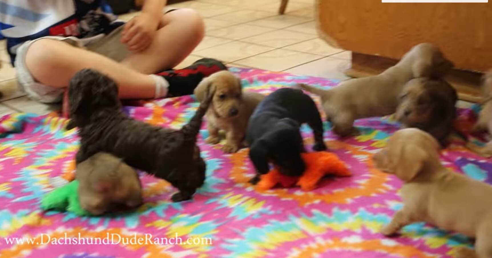 ダックスフンド,動画