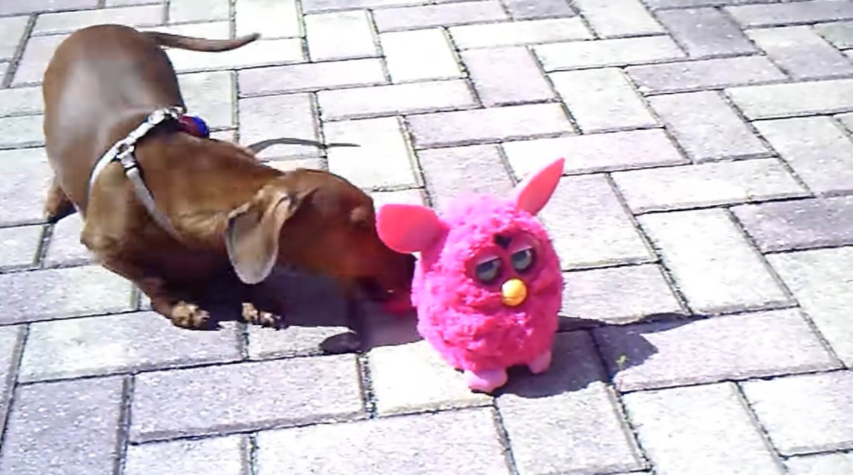 ダックスフンド,動画