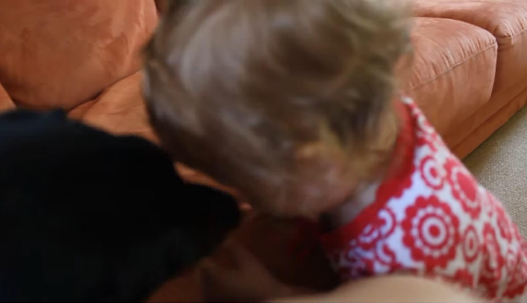 ダックスフンド,動画