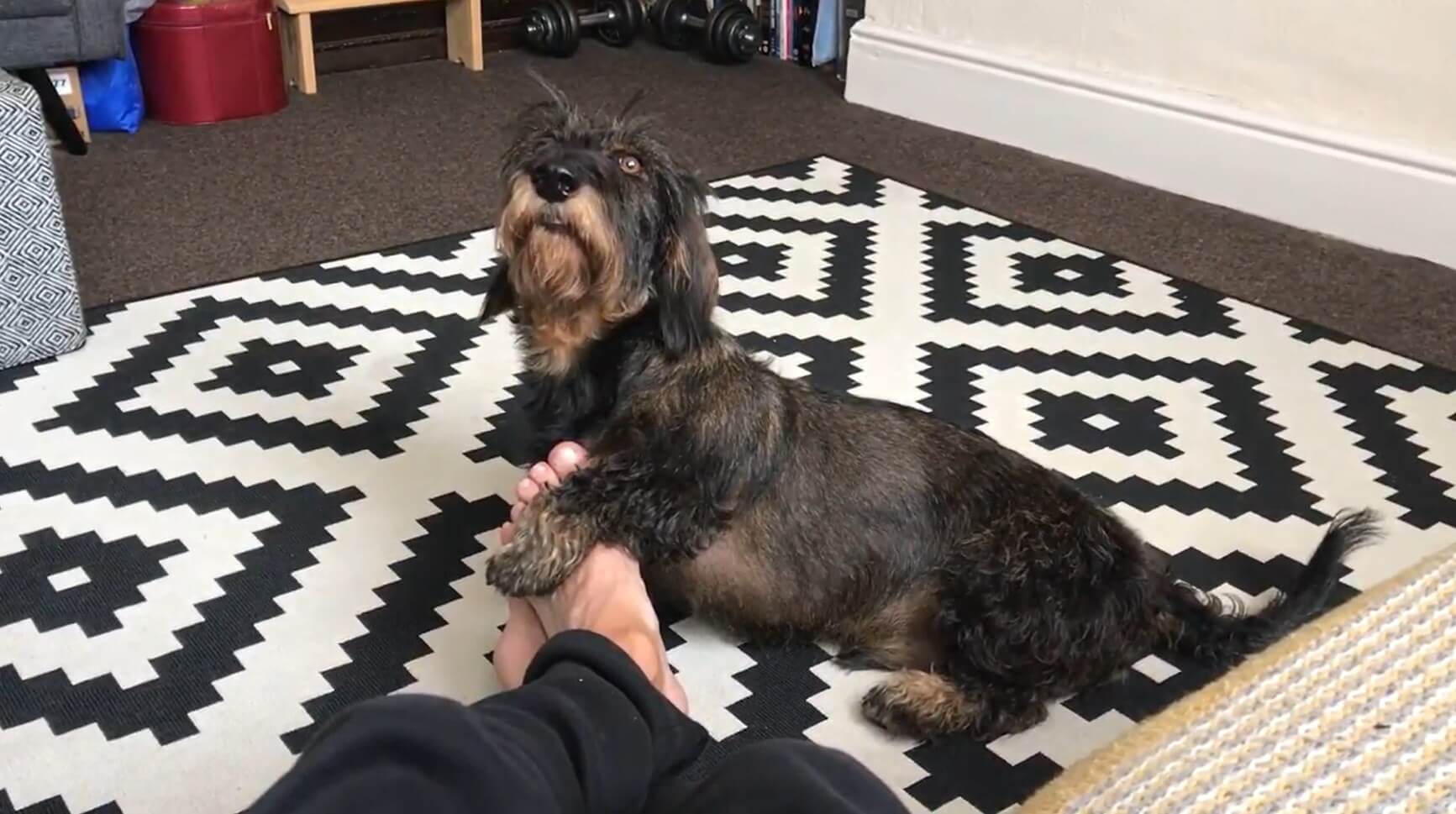 ダックスフンド,動画