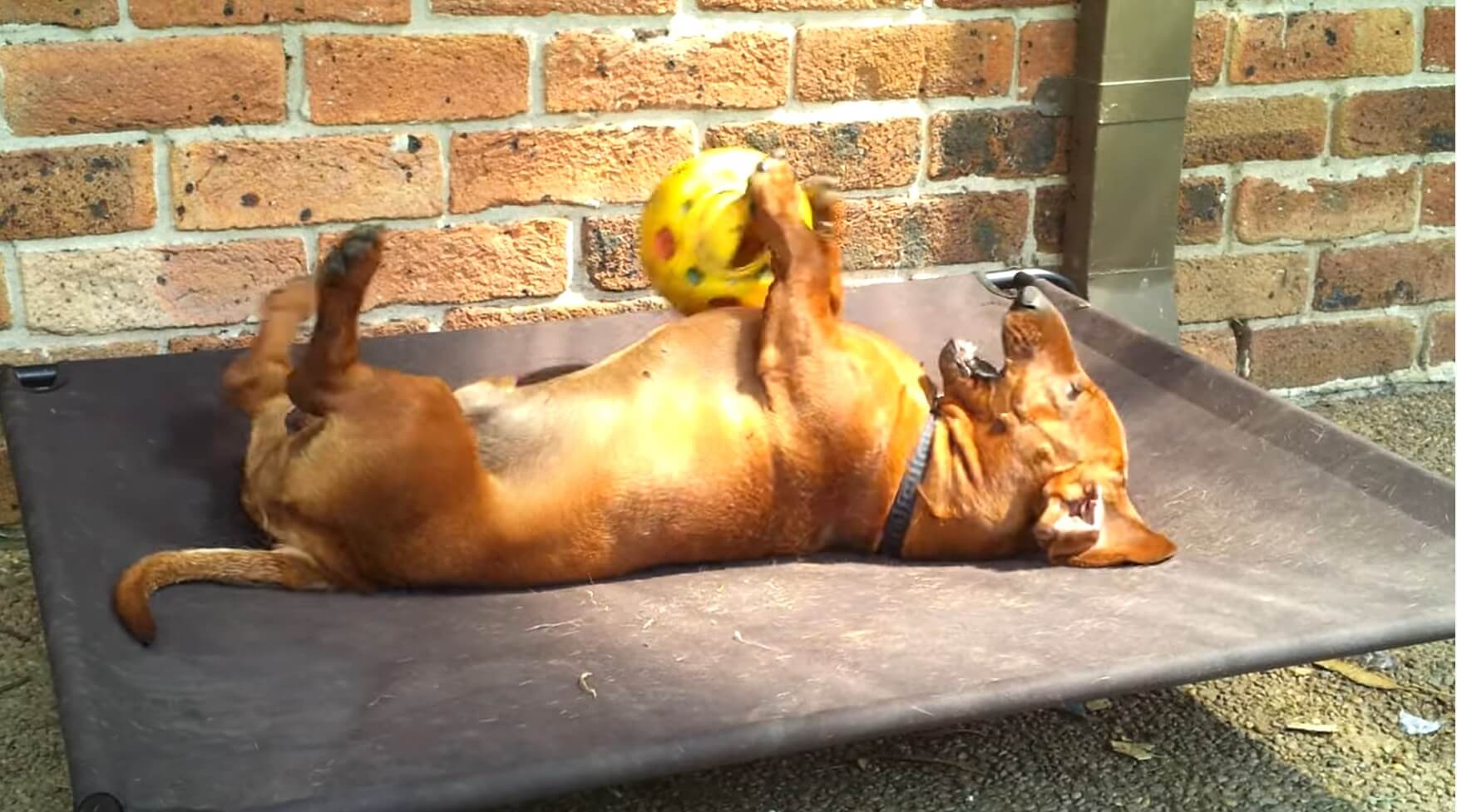 ダックスフンド,動画