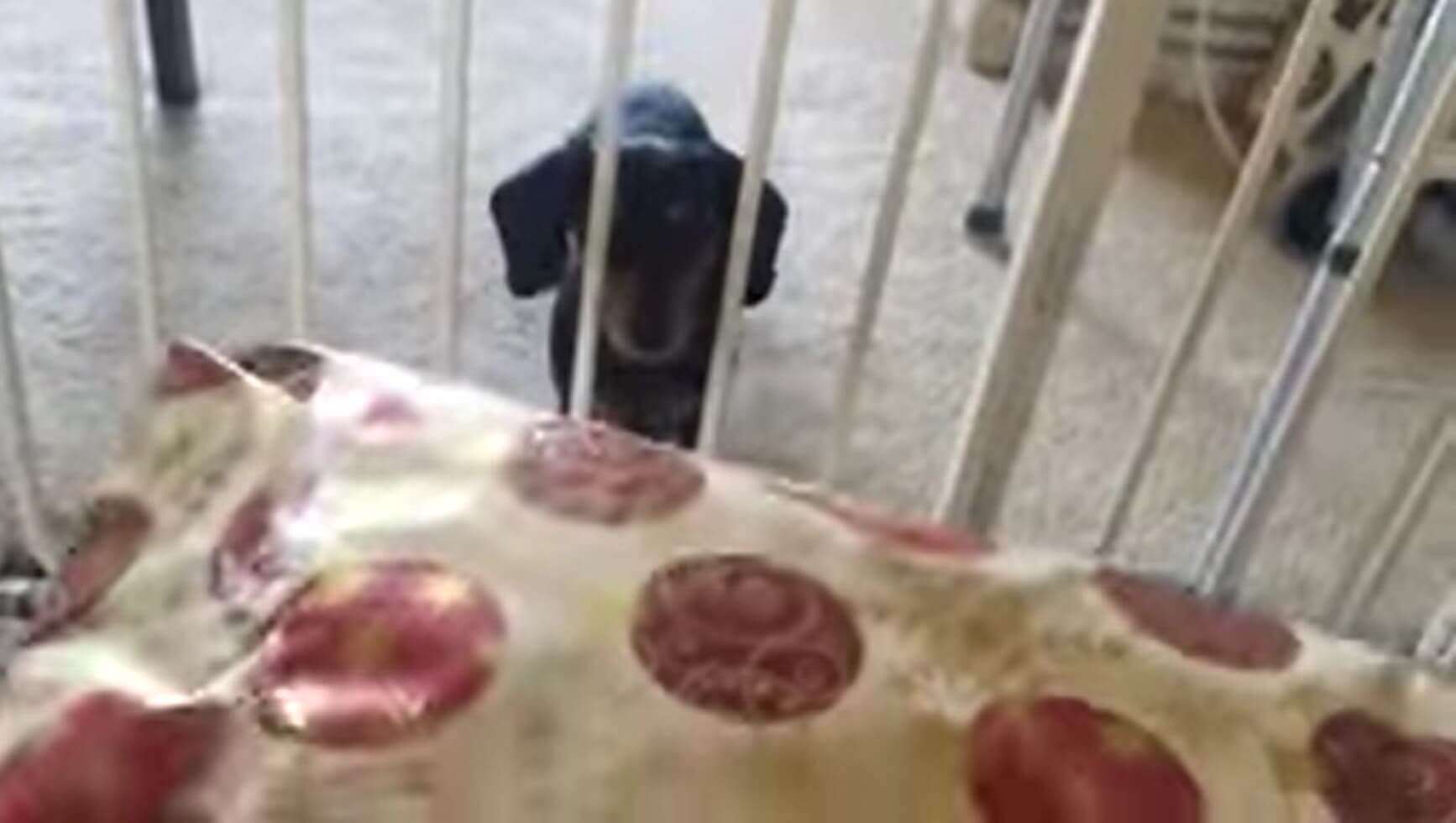 ダックスフンド,動画