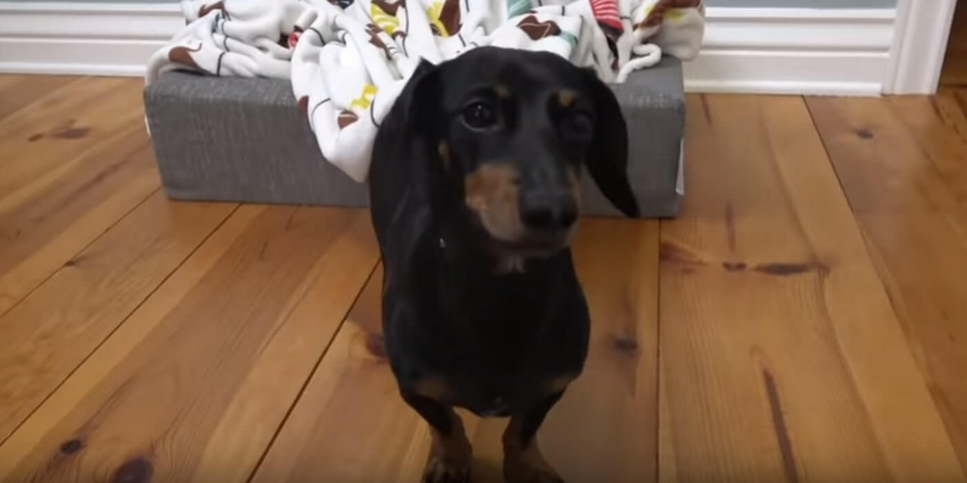 ダックスフンド,動画