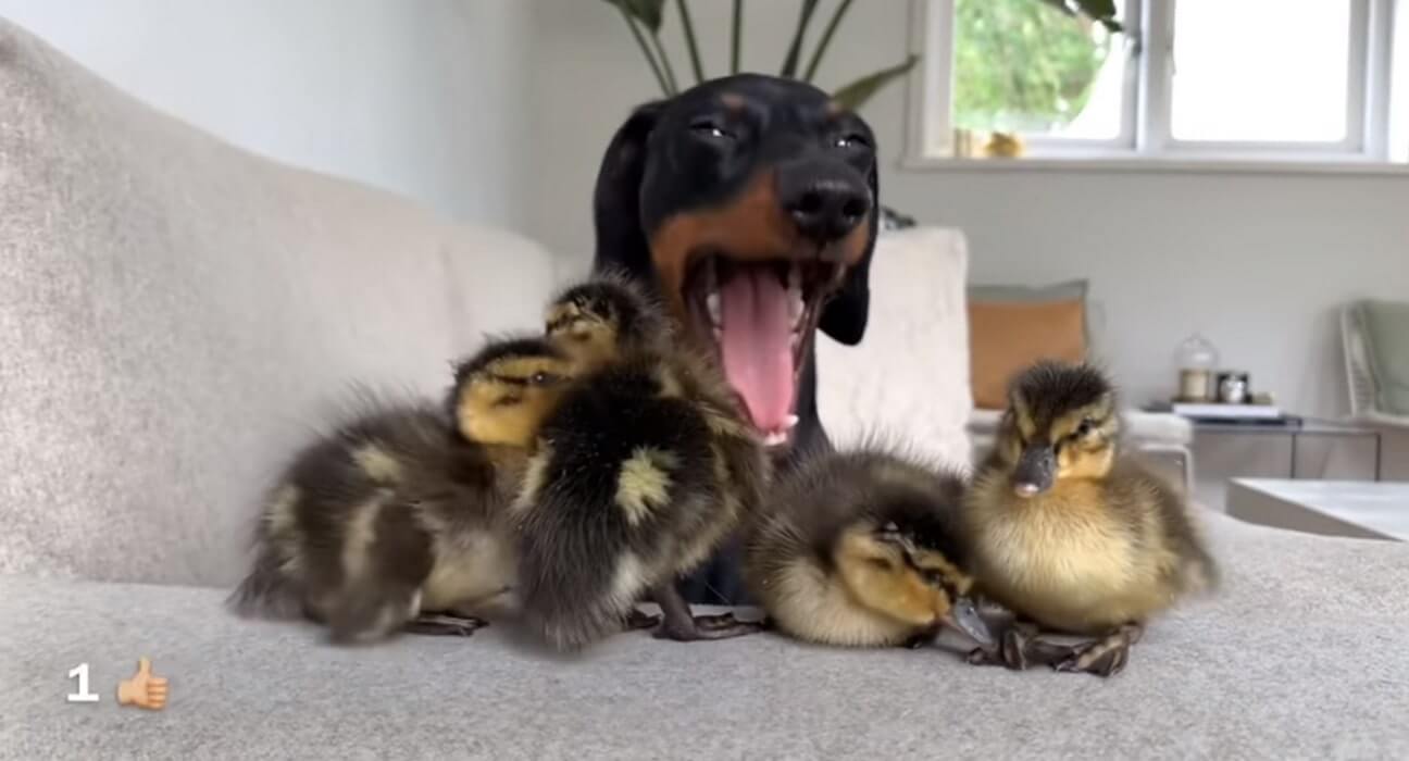 ダックスフンド,動画