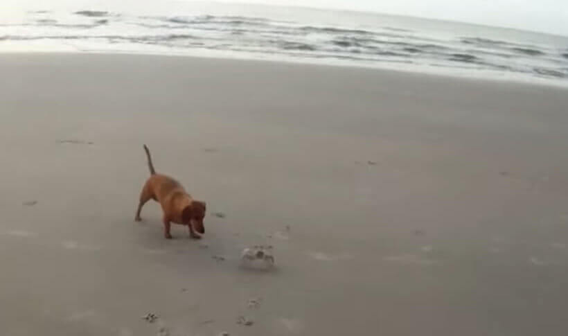 ダックスフンド,動画