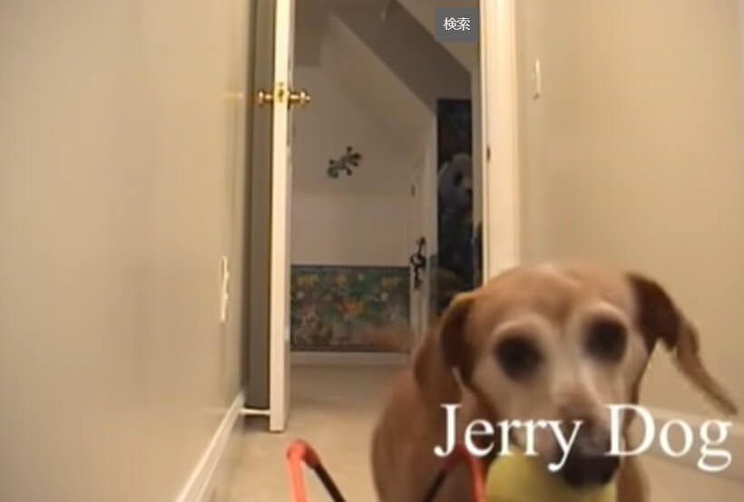 ダックスフンド,動画