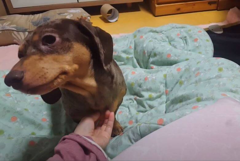 ダックスフンド,動画