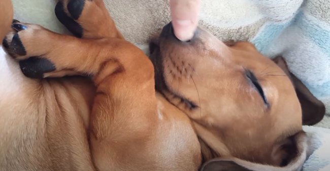 ダックスフンド,動画