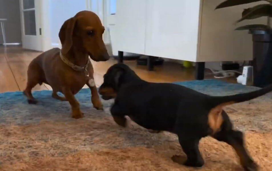 ダックスフンド,動画