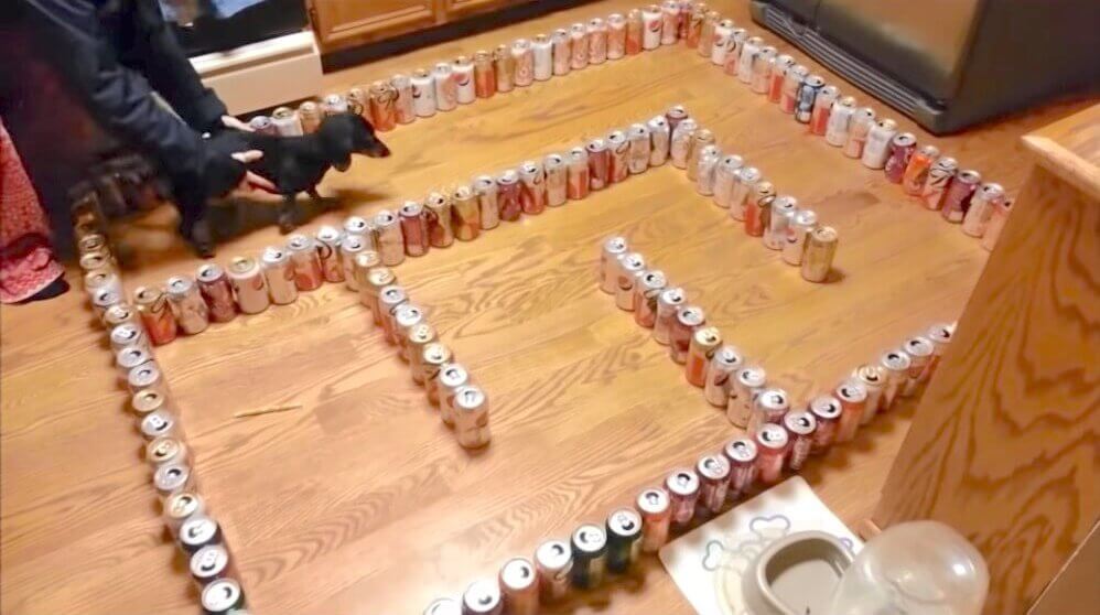 ダックスフンド,動画