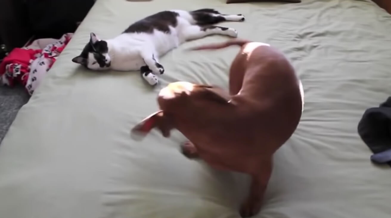 ダックスフンド,動画