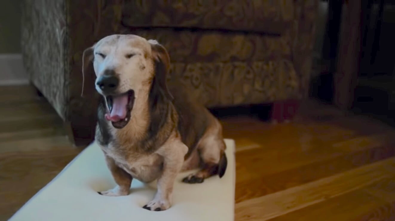 ダックスフンド,動画