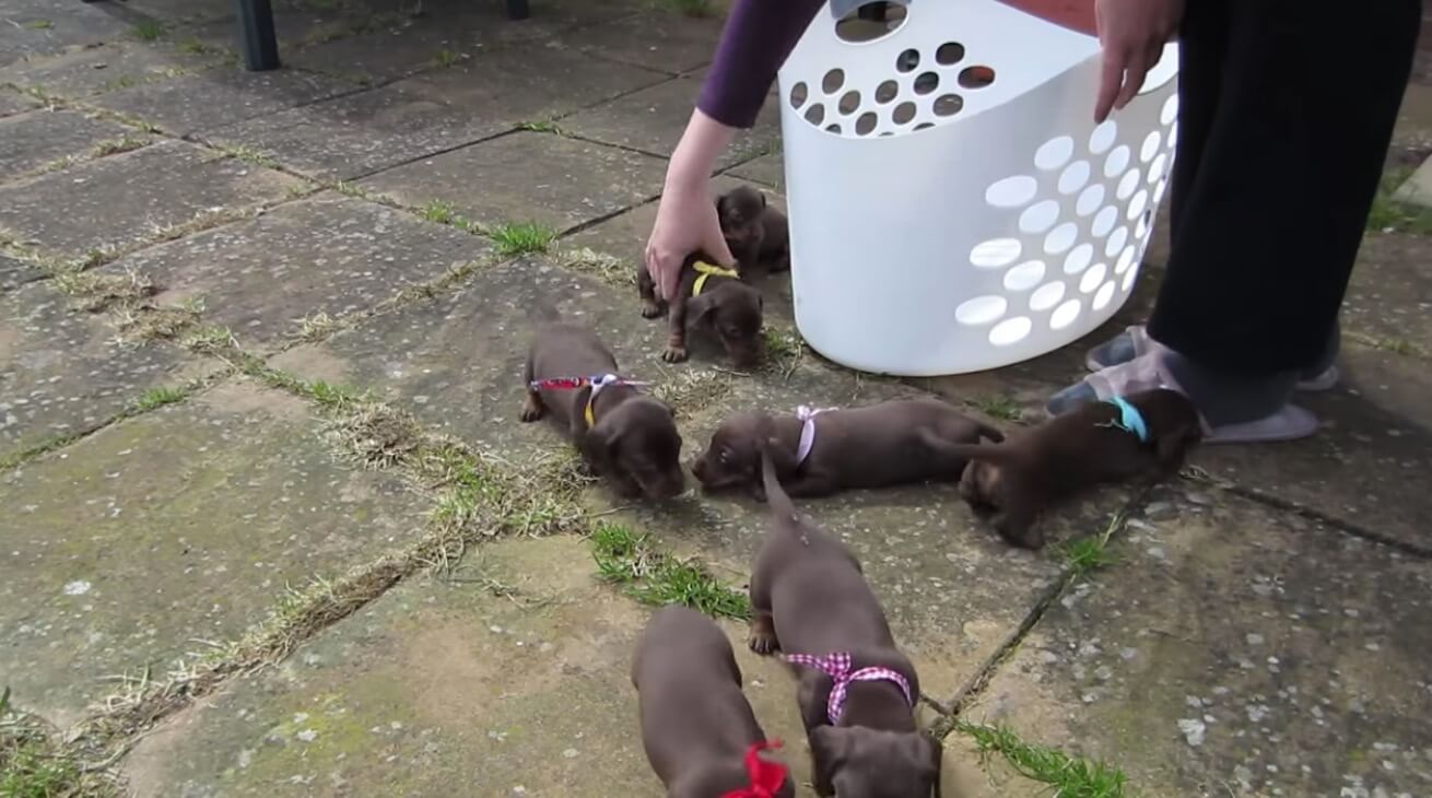 ダックスフンド,動画