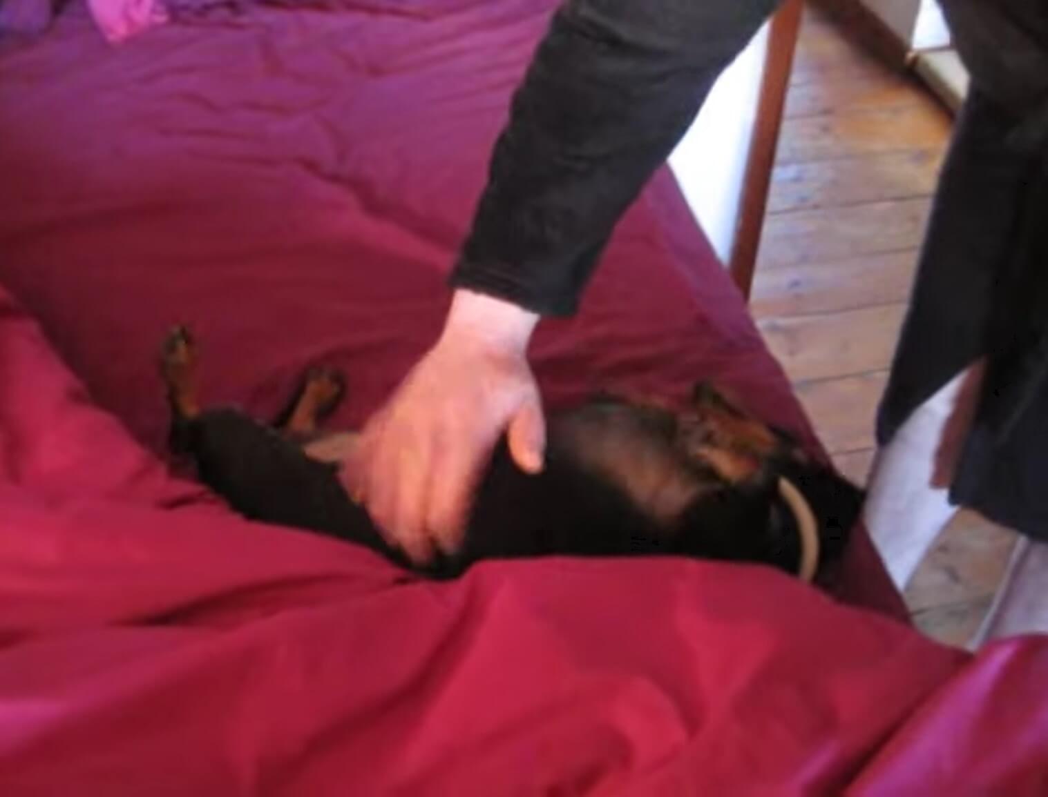 ダックスフンド,動画