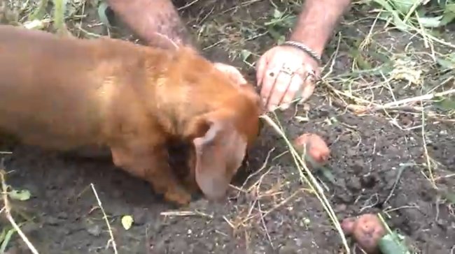 ダックスフンド,動画