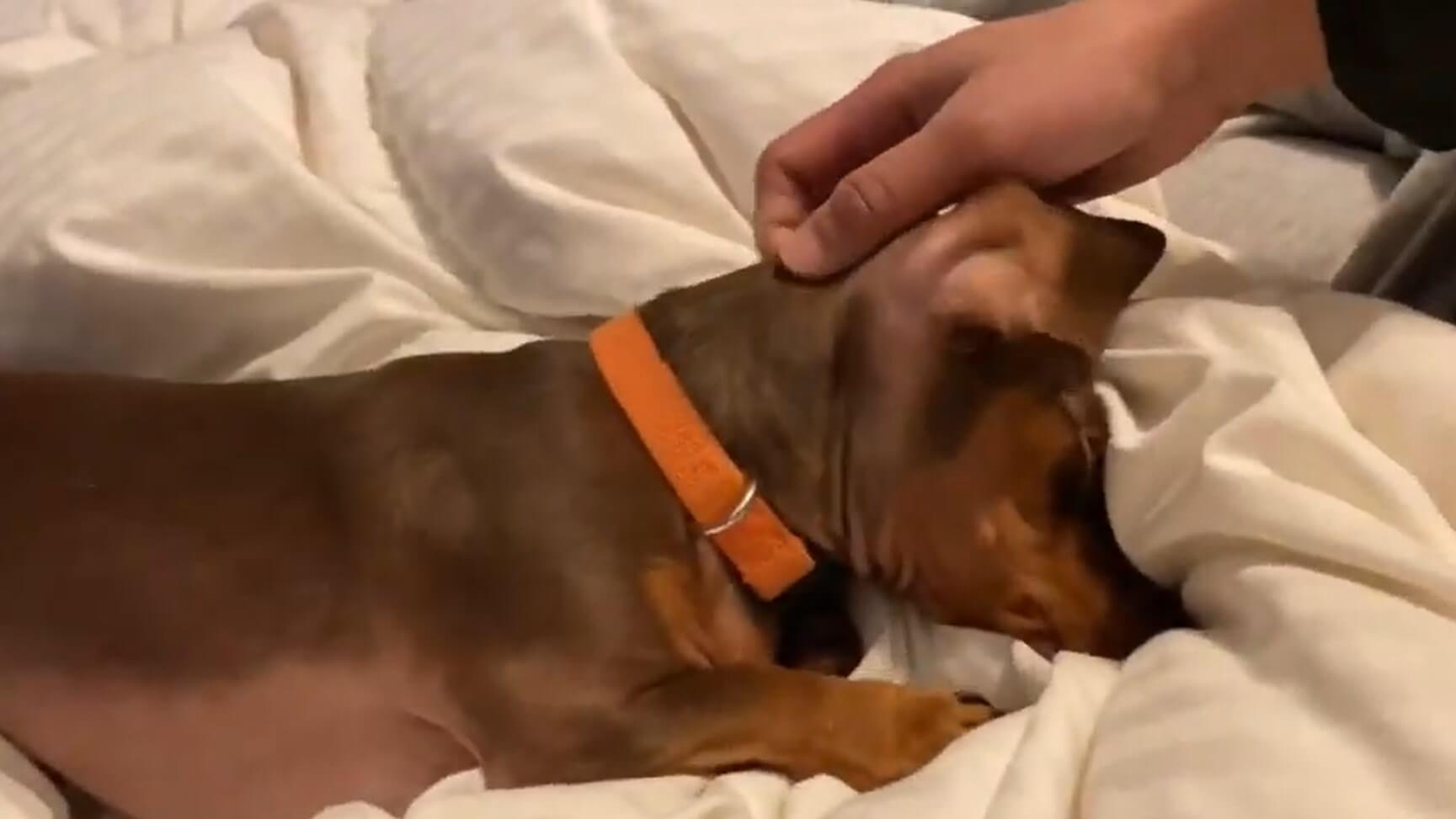 ダックスフンド,動画