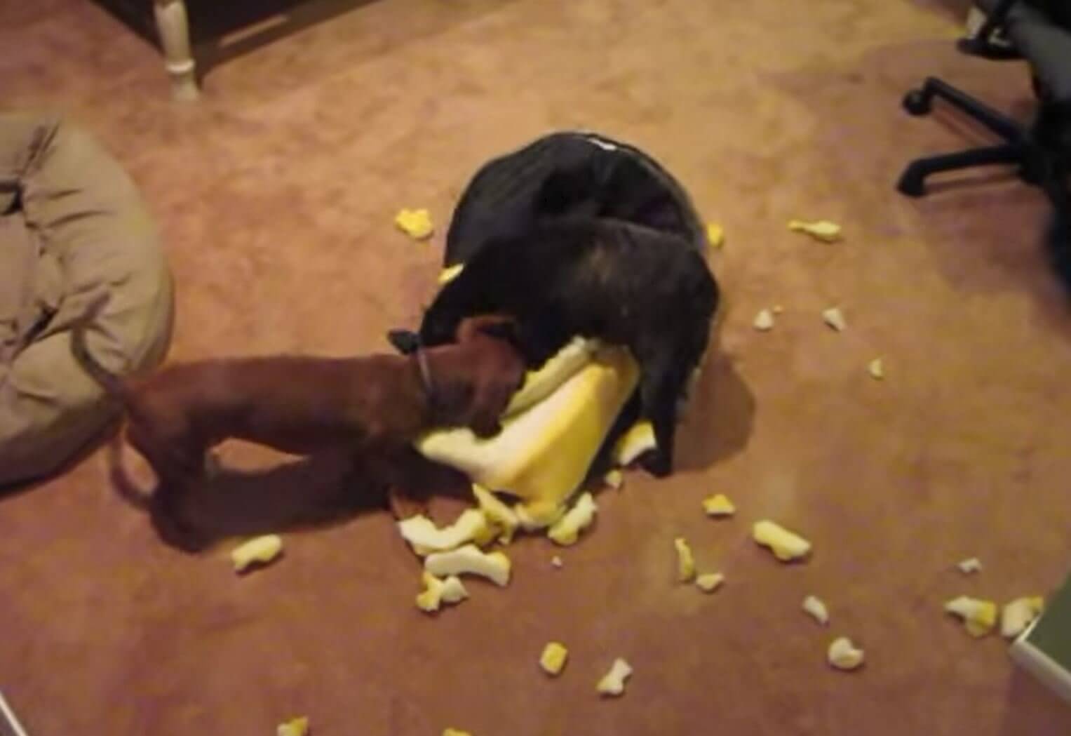 ダックスフンド,動画