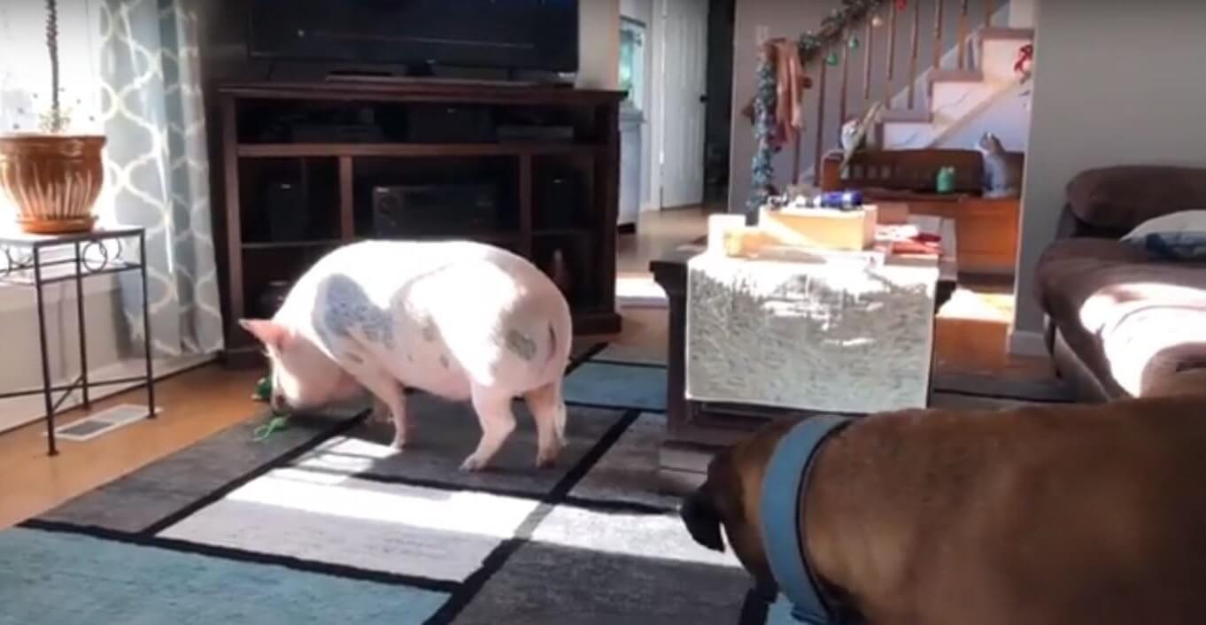 ダックスフンド,動画