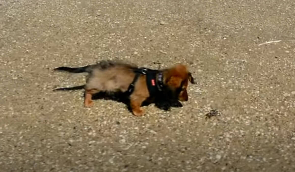 ダックスフンド,動画