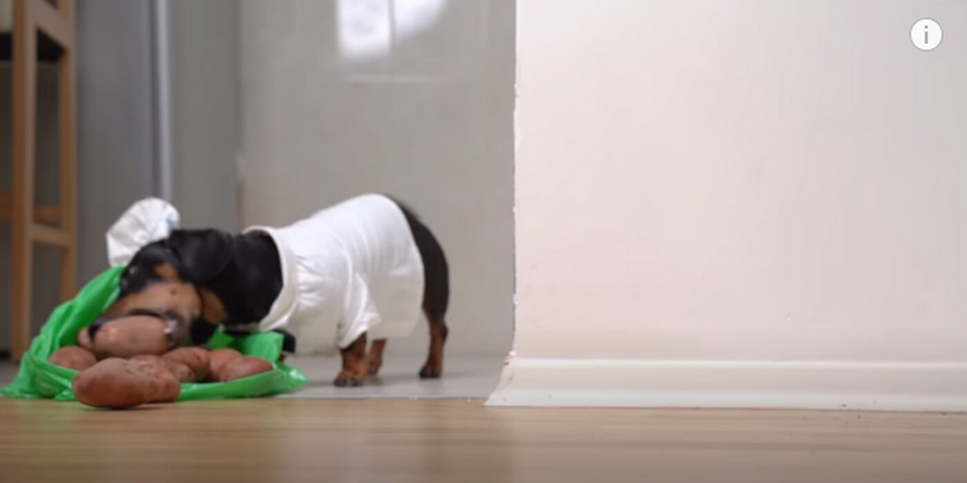 ダックスフンド,動画