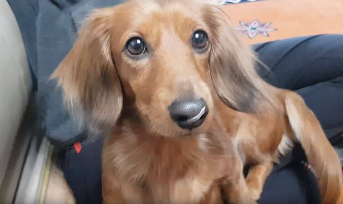 ダックスフンド,動画