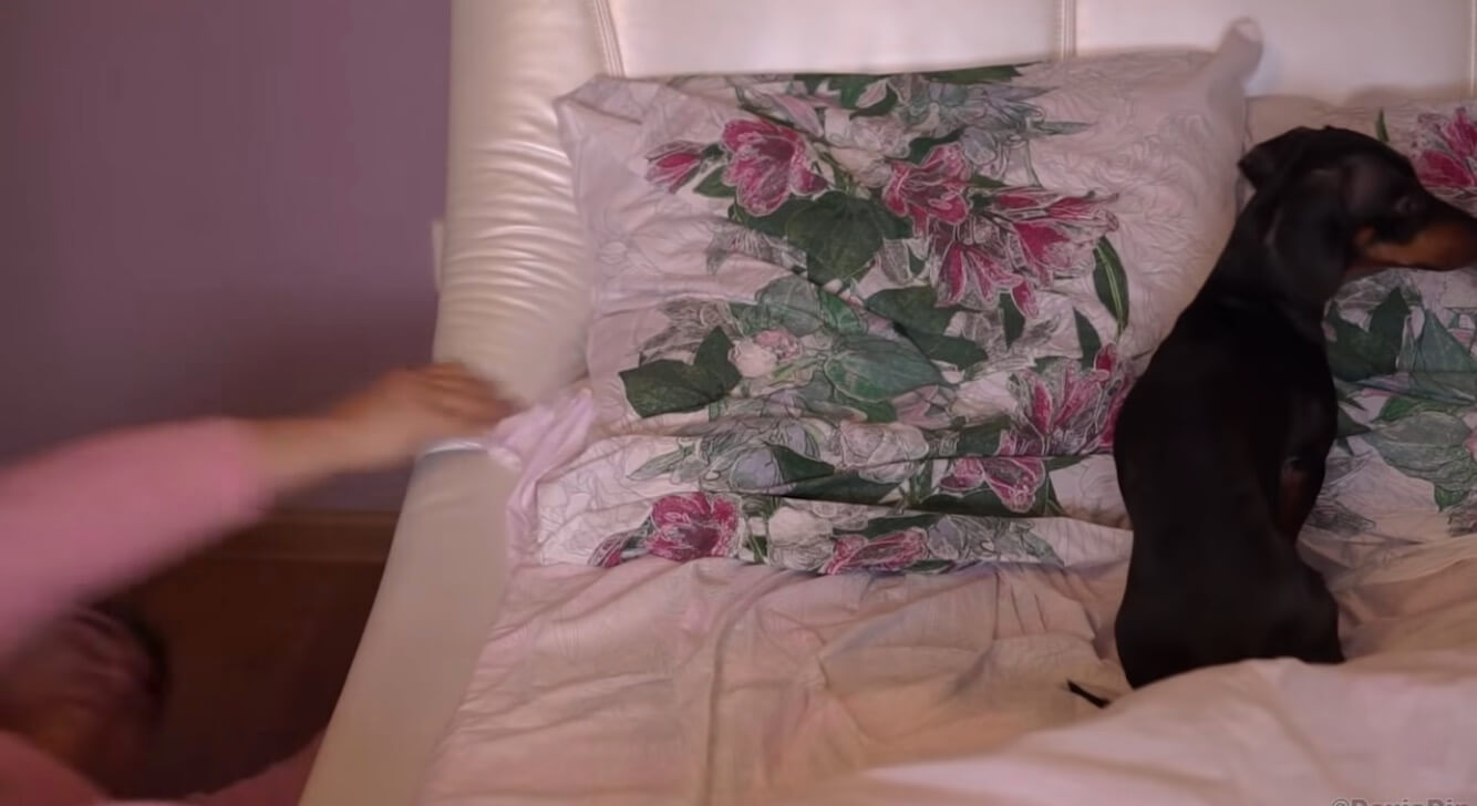 ダックスフンド,動画