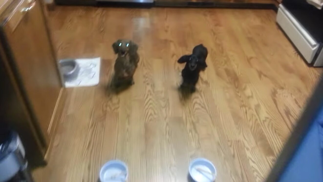 ダックスフンド,動画