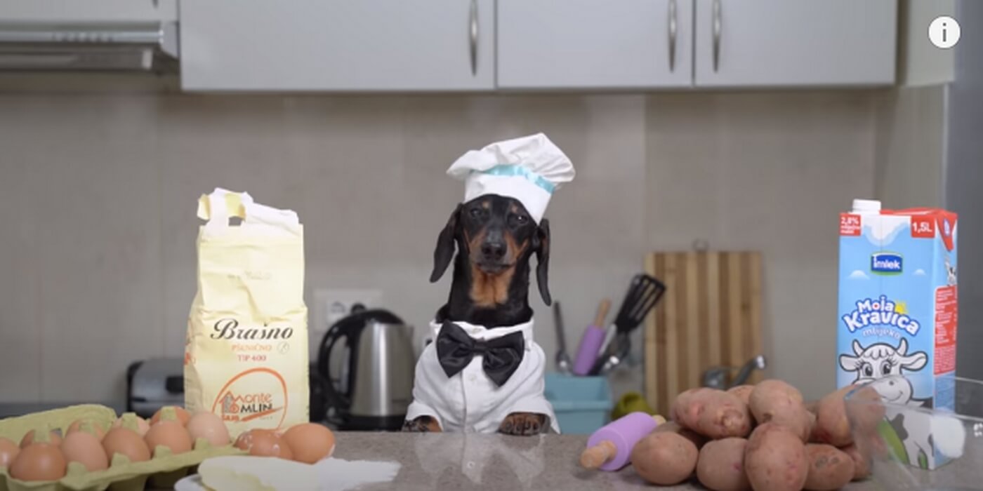 ダックスフンド,動画