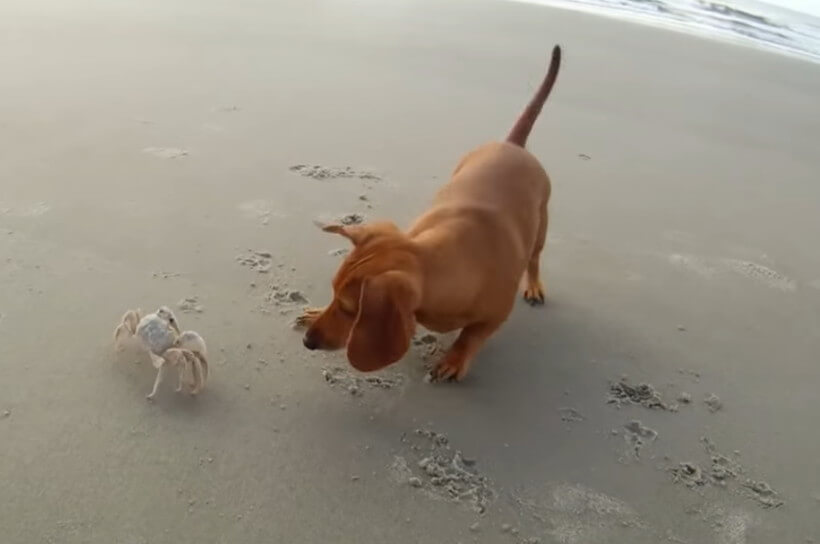 ダックスフンド,動画