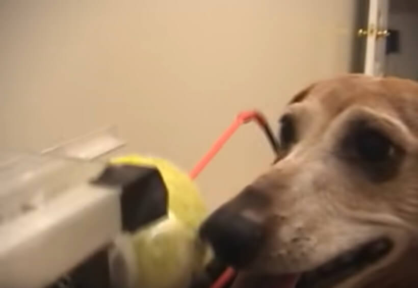 ダックスフンド,動画