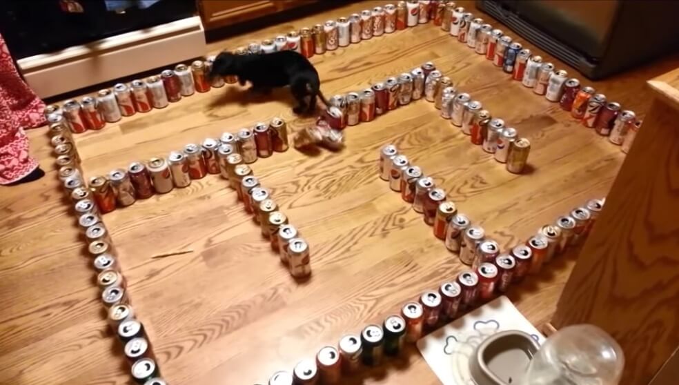 ダックスフンド,動画