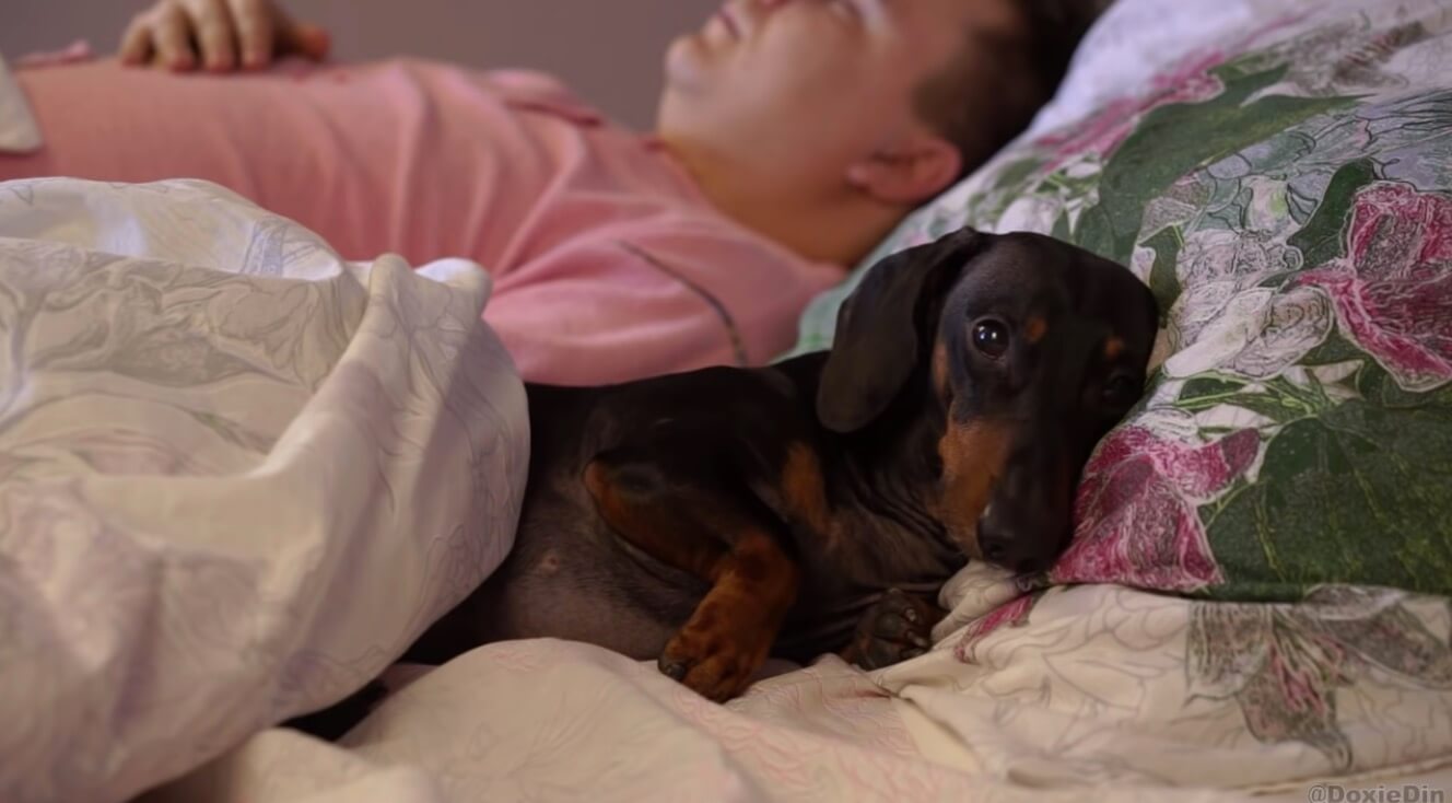 ダックスフンド,動画