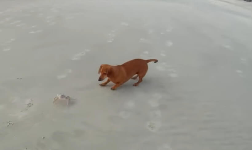 ダックスフンド,動画