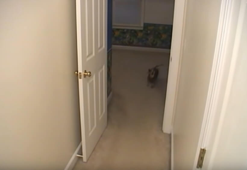 ダックスフンド,動画