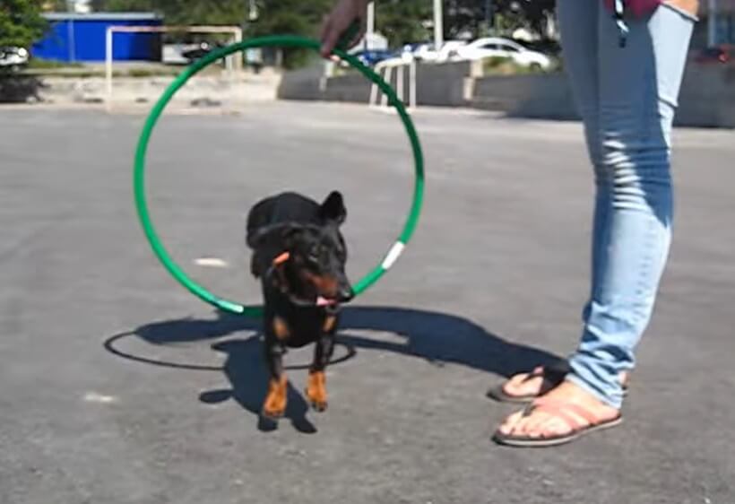 ダックスフンド,動画