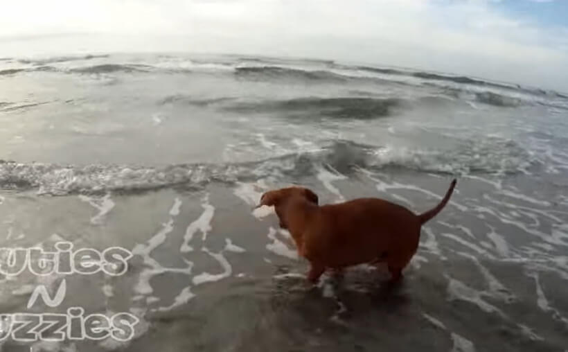 ダックスフンド,動画