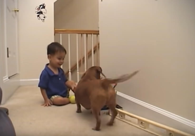 ダックスフンド,動画